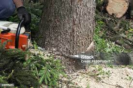 Best Soil Testing and Treatment  in Lincoln, AL
